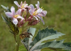 Jatropha macrorhiza