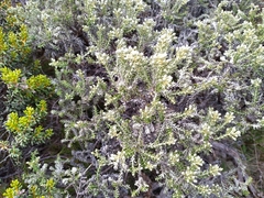 Brachyglottis cassinioides