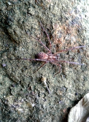 Eratigena inermis