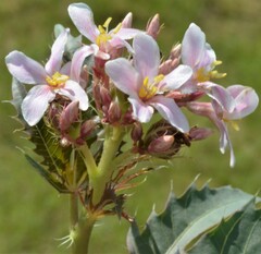 Jatropha macrorhiza