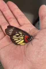 Delias pasithoe