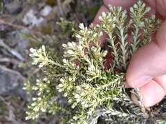 Brachyglottis cassinioides