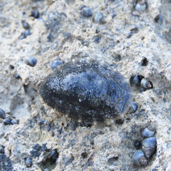 Onchidella nigricans