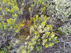 Olearia cymbifolia