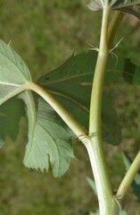 Jatropha macrorhiza