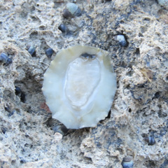 Onchidella nigricans