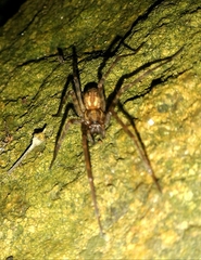 Eratigena inermis