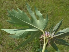 Jatropha macrorhiza