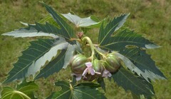 Jatropha macrorhiza