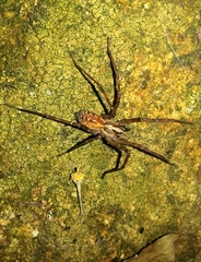 Eratigena inermis