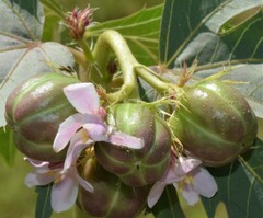 Jatropha macrorhiza