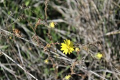 Hemizonia congesta lutescens