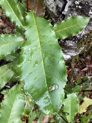Photinia serratifolia