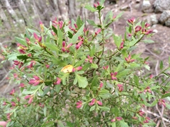 Phyllocladus alpinus