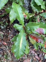 Photinia serratifolia
