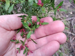 Phyllocladus alpinus