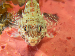 Bovichtus angustifrons