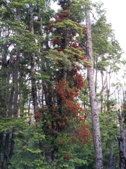 Peraxilla tetrapetala