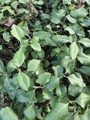 Euonymus japonicus