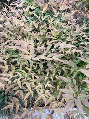 Nandina domestica