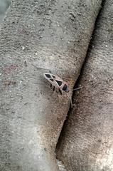 Xanthochilus saturnius