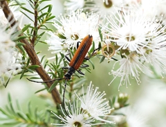 Stenoderus suturalis