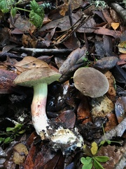 Xerocomus subtomentosus