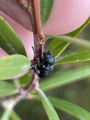 Aporocera scabrosa