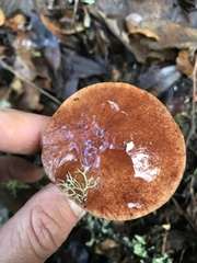 Aureoboletus flaviporus
