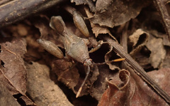 Meropachyini