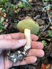 Aureoboletus flaviporus