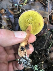 Aureoboletus flaviporus