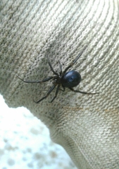 Steatoda paykulliana