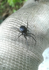 Steatoda paykulliana