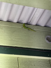 Phelsuma laticauda laticauda