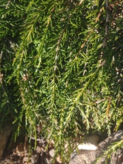 Microcachrys tetragona