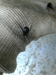 Steatoda paykulliana