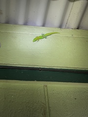 Phelsuma laticauda laticauda