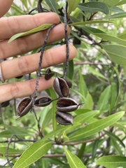 Buckinghamia celsissima