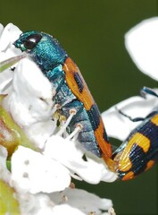 Castiarina scalaris