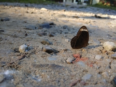 Mycalesis anaxias