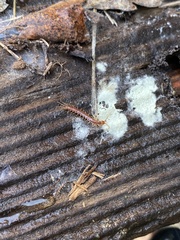 Lithobiomorpha