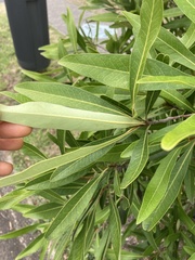 Buckinghamia celsissima
