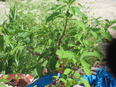 Phytolacca americana