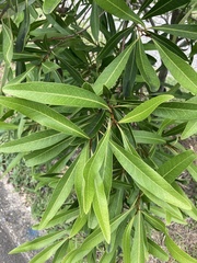 Buckinghamia celsissima