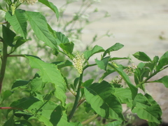 Phytolacca americana