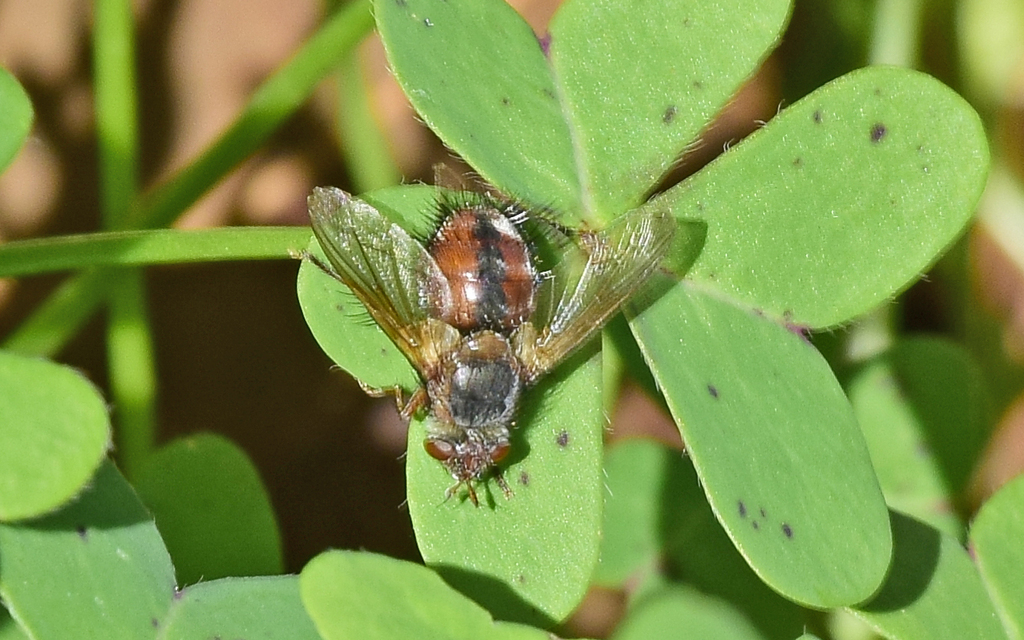 Tachina fera from Πόρτο Ράφτη, Ελλάδα on December 4, 2022 at 12:46 PM ...