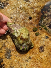 Ranella australasia