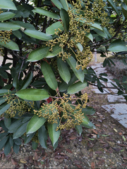 Photinia serratifolia