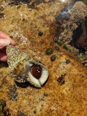 Ranella australasia
